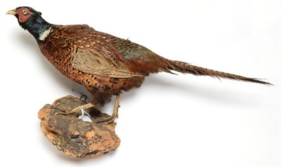 Lot 1057 - Taxidermy: A Large Group of European Countryside Animals and Birds, comprising - a full mount...
