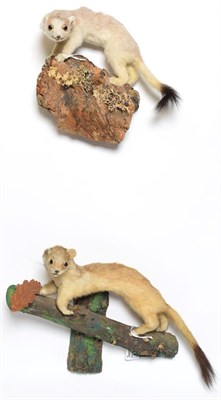 Lot 1057 - Taxidermy: A Large Group of European Countryside Animals and Birds, comprising - a full mount...