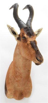 Lot 1058 - Taxidermy: Cape Red Hartebeest (Alcelaphus buselaphus caama), circa late 20th century, by Trans...
