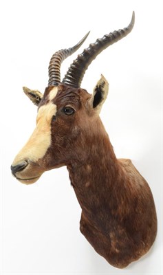 Lot 1059 - Taxidermy: Blesbok (Damaliscus pygargus phillipsi), modern, shoulder mount facing to the right,...
