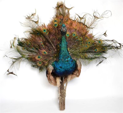 Lot 1062 - Taxidermy: An Indian Peacock and White Peahen (Pavo cristatus), circa late 20th century, the...