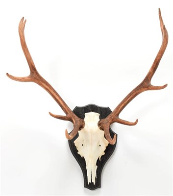 Lot 1063 - Antlers/Horns: European Red Deer (Cervus elaphus), circa late 20th century, Hungarian adult...