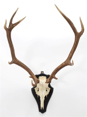 Lot 1063 - Antlers/Horns: European Red Deer (Cervus elaphus), circa late 20th century, Hungarian adult...