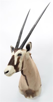 Lot 1064 - Taxidermy: Gemsbok Oryx (Gazella gazella), circa late 20th century, by Trans Africa Taxidemy,...