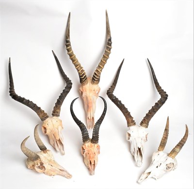 Lot 1065 - Antler/Horns: A Group of African Game Trophy Skulls, comprising - two mountain Reedbuck, two Common
