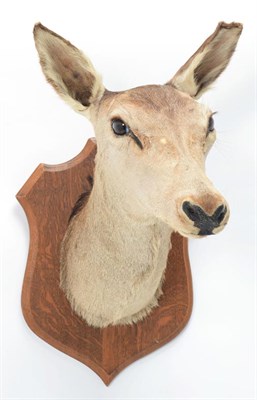 Lot 1066 - Taxidermy: Red Deer & Roebuck, circa late 20th century, a doe Red deer neck mount looking...