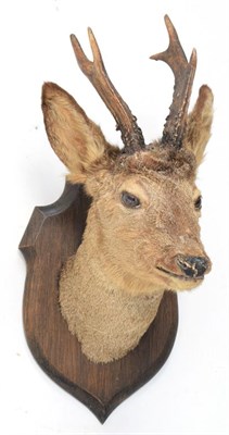 Lot 1066 - Taxidermy: Red Deer & Roebuck, circa late 20th century, a doe Red deer neck mount looking...