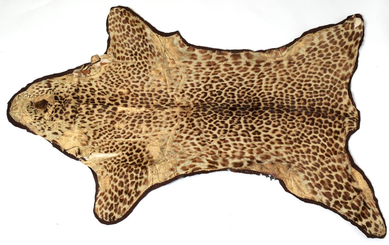 Lot 1067 - Taxidermy: African Leopard Skin rug, circa 1900-1920, a flat skin with limbs outstretched,...