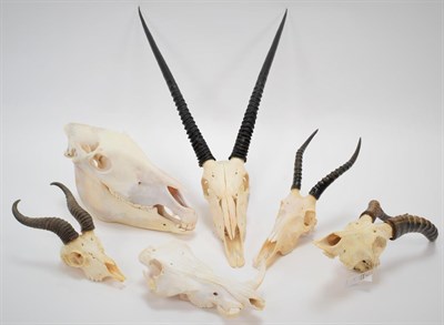Lot 1069 - Horns/Skulls: A Selection of African Game Trophy Skulls, a varied selection to include -...