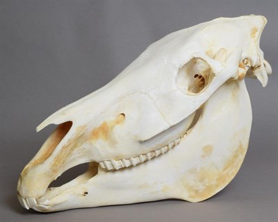 Lot 1070 - Skulls/Anatomy: Burchell's Zebra Skull (Equus quagga), modern, complete bleached skull, 52cm by...