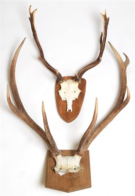 Lot 1071 - Antlers/Horns: European Red Deer (Cervus elaphus), modern, adult stag antlers on cut upper...