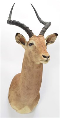 Lot 1073 - Taxidermy: Common Impala (Aepyceros melampus), modern, South Africa, adult male shoulder mount...