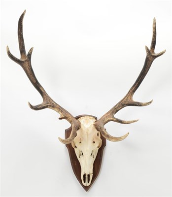 Lot 1074 - Antlers/Horns: European Red Deer (Cervus elaphus), circa late 20th century, adult Royal stag...