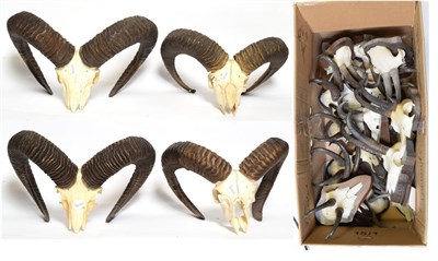 Lot 1075 - Horns/Skulls: European Mouflon / Alpine Chamois, circa late 20th century, four sets of adult...