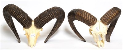 Lot 1075 - Horns/Skulls: European Mouflon / Alpine Chamois, circa late 20th century, four sets of adult...
