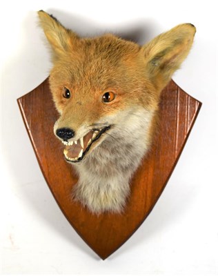 Lot 1076 - Taxidermy: Red fox mask (vulpes vulpes) circa late 20th century, adult head mount with mouth agape