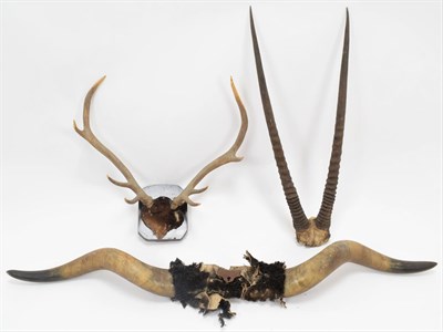 Lot 1077 - Antlers/Horns: Gemsbok Oryx horns on cut upper skull cap, Domestic Cow horns on boss, European...