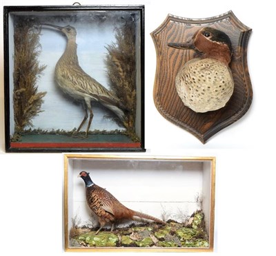 Lot 1078 - Taxidermy: A Late Victorian Cased Ring-Necked Pheasant, mounted upon painted faux rock work,...