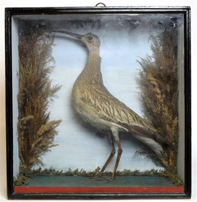 Lot 1078 - Taxidermy: A Late Victorian Cased Ring-Necked Pheasant, mounted upon painted faux rock work,...