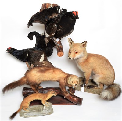 Lot 1079 - Taxidermy: A Group of Countryside European Animals and Birds, comprising - juvenile Red Fox...