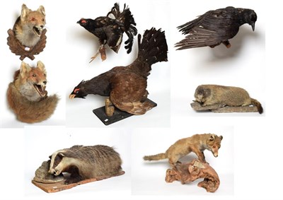 Lot 1080 - Taxidermy: European Capercaillie, Black Grouse & Raven, circa late 20th century, a full mount...