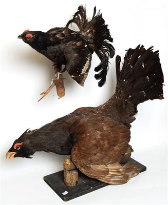 Lot 1080 - Taxidermy: European Capercaillie, Black Grouse & Raven, circa late 20th century, a full mount...