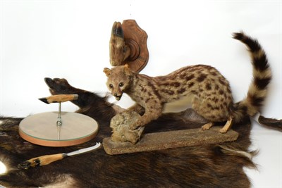Lot 1082 - Taxidermy: Genet full mount on grit covered base, overall length 59cm, European Wild Boar hide,...