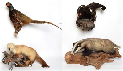 Lot 1083 - Taxidermy: A Group of European Countryside Animals and Birds, comprising - Juvenile full mount...