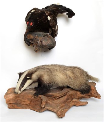 Lot 1083 - Taxidermy: A Group of European Countryside Animals and Birds, comprising - Juvenile full mount...