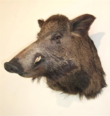 Lot 1084 - Taxidermy: European Wild Boar (Sus scrofa), modern, a large high quality shoulder mount looking...