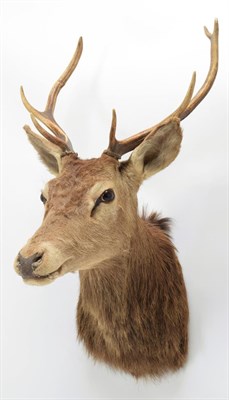 Lot 1085 - Taxidermy: European Red Deer (Cervus elaphus), circa late 20th century, adult stag shoulder...