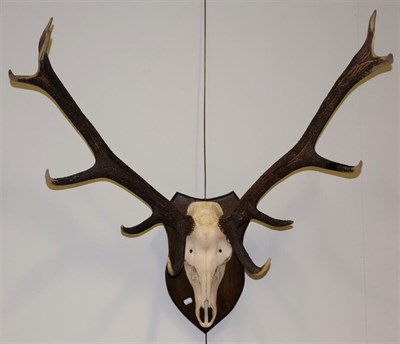 Lot 1086 - Antlers/Horns: European Red Deer (Cervus elaphus), circa late 20th century, adult Royal stag...
