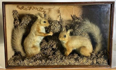 Lot 1087 - Taxidermy: A Pair of Cased Red Squirrels (Sciurus vulgaris), circa 1900, a pair of adult full...