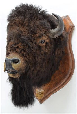 Lot 2000 - Taxidermy: North American Bison (Bos bison bison), circa August 23rd 1877, North West...