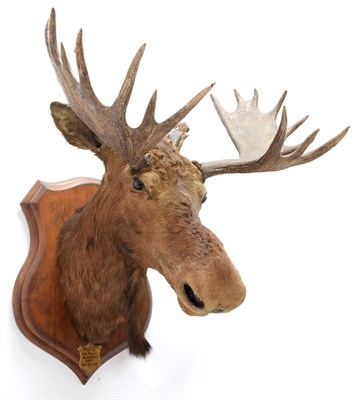 Lot 2001 - Taxidermy: North American Moose (Alces alces), circa September 18th 1877, N.W. Territory, adult...