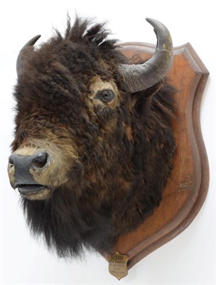 Lot 2004 - Taxidermy: North American Bison (Bos bison bison), circa August 31st 1877, North West...