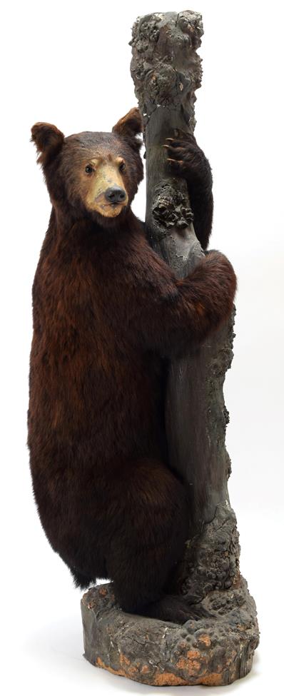 Lot 2005 - Taxidermy: North American Black Bear (Ursus americanus), circa 1877, full mount young adult...
