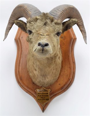 Lot 2007 - Taxidermy: Big Horn Sheep (Ovis canadensis), circa August 29th 1878, Rocky Mountains, North...