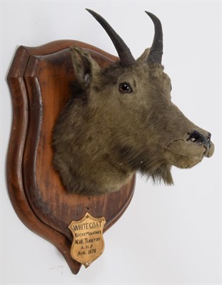 Lot 2008 - Taxidermy: Rocky Mountain Goat (Oreamnos americanus), circa August 1878, Rocky Mountains, N W...