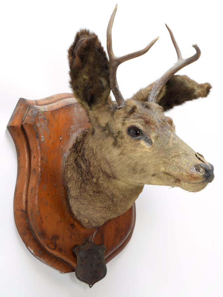 Lot 2010 - Taxidermy: A Pair of Mule Deer (Odocoileus hemionus), circa September 29th 1877, North West...