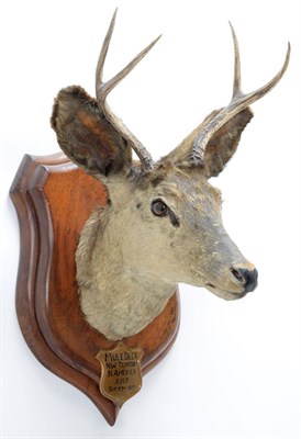 Lot 2010 - Taxidermy: A Pair of Mule Deer (Odocoileus hemionus), circa September 29th 1877, North West...