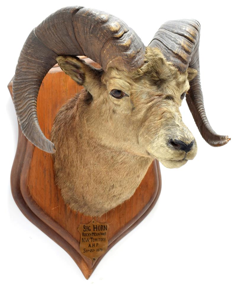 Lot 2011 - Taxidermy: North American Big Horn Sheep (Ovis canadensis canadensis), circa September 20th...