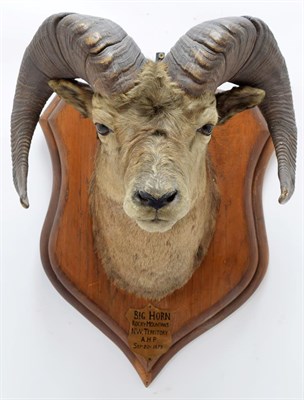 Lot 2011 - Taxidermy: North American Big Horn Sheep (Ovis canadensis canadensis), circa September 20th...