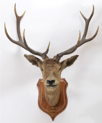 Lot 2012 - Taxidermy: Kashmir Deer or Hangul (Cervus elaphus hangul), circa 1877, Kashmir, India, large...