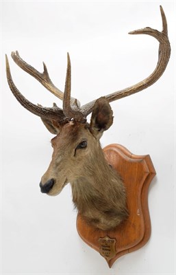 Lot 2014 - Taxidermy: Eld's Deer (Rucervus eldii), circa 1905, Burma, by Rowland Ward, ''The Jungle'', 166...