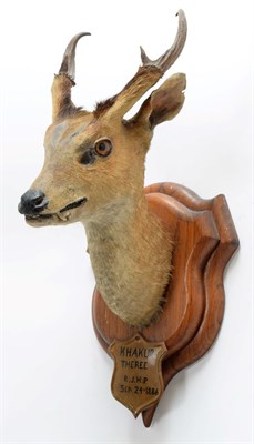 Lot 2017 - Taxidermy: Indian Muntjac (Muntiacus muntjak), circa September 24th 1886, Theree, India, adult male