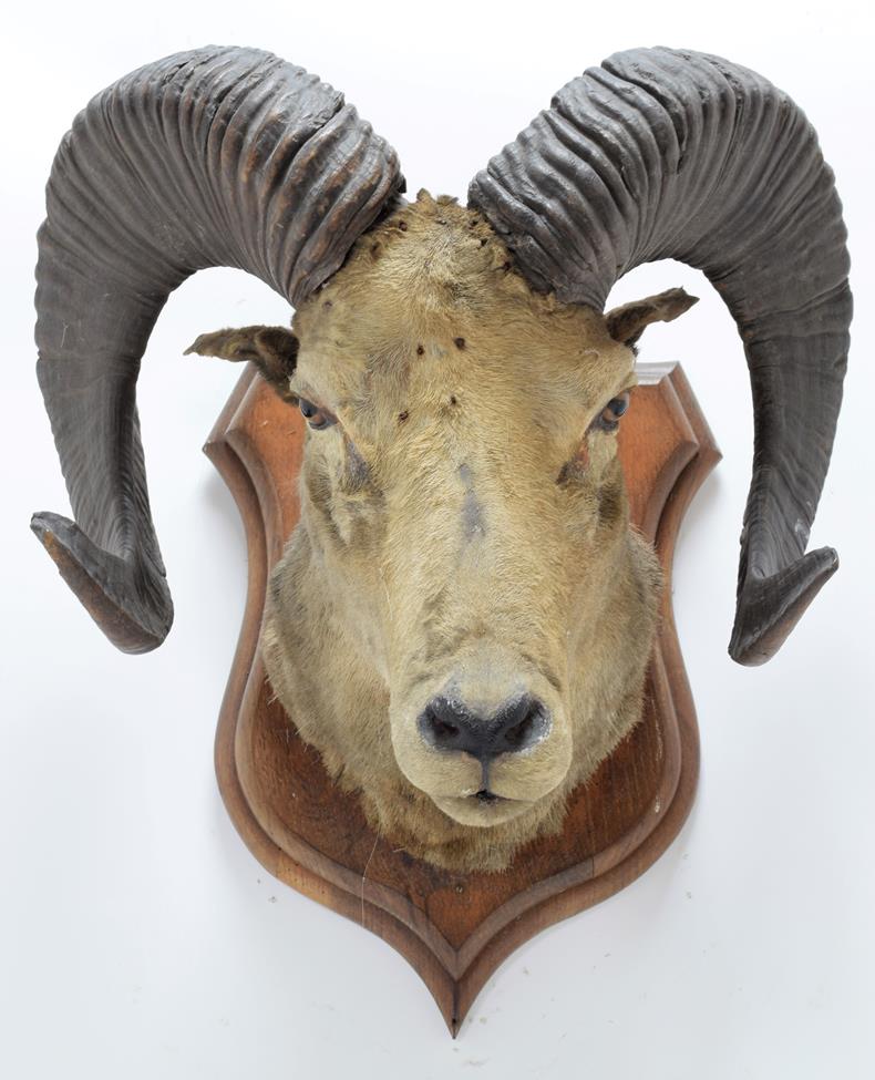 Lot 2018 - Taxidermy: Tibetan Argali (Ovis ammon