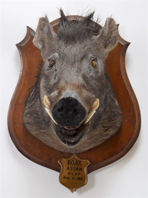 Lot 2022 - Taxidermy: Indian Wild Boar (Sus scrofa cristatus), circa April 04th 1901, Assam, Northeastern...