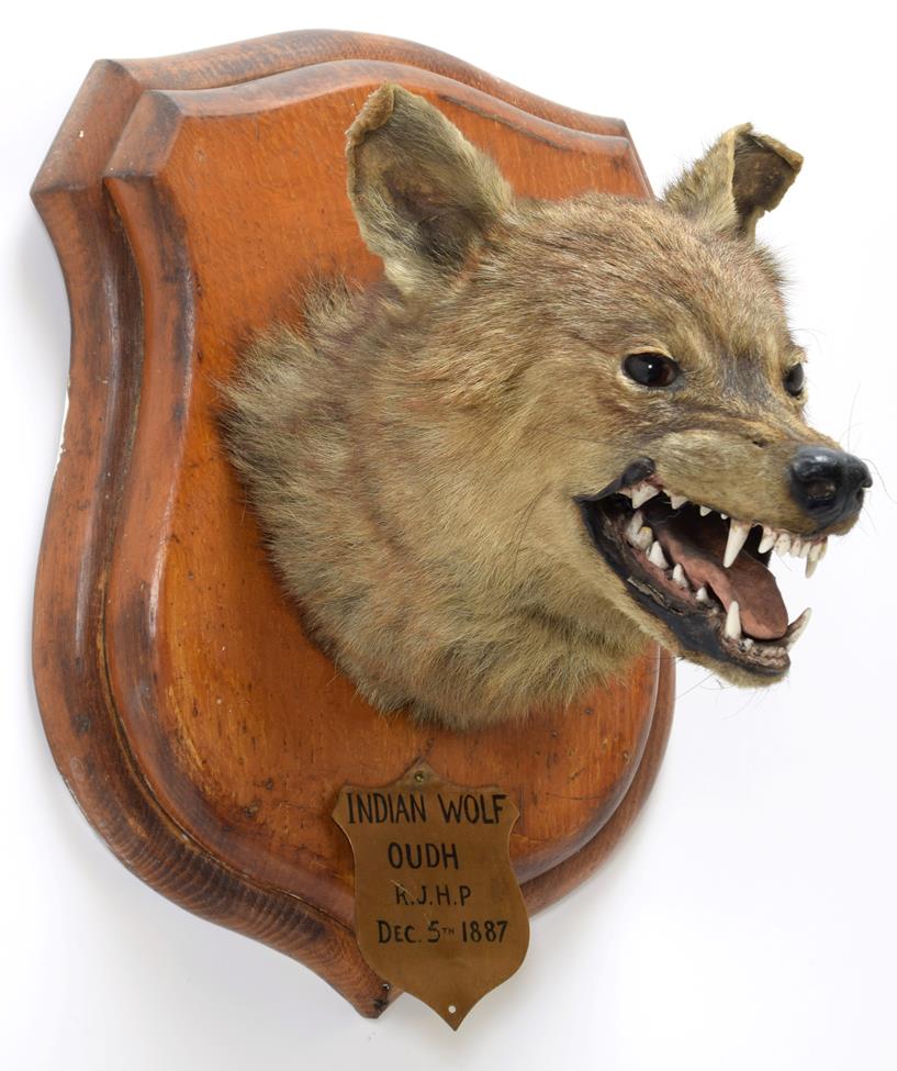 Lot 2023 - Taxidermy: Indian Wolf (Canis lupus pallipes), circa December 05th 1887, Oudh, Northern India,...