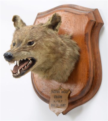 Lot 2023 - Taxidermy: Indian Wolf (Canis lupus pallipes), circa December 05th 1887, Oudh, Northern India,...